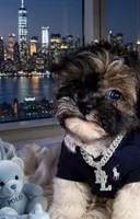 🐶 Tcup Kitkat  reserved 4 CARRIE , a male Pomapoo for sale in New York City, NY – 1 of 3