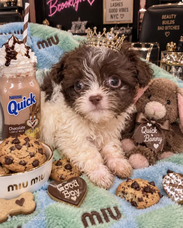 Micro Teacup Nestle Quick  – Poodle - Toy  puppy for sale in New York City, NY