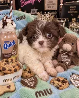 Micro Teacup Nestle Quick , a male Poodle - Toy  for sale in New York City, NY – 1 of 4