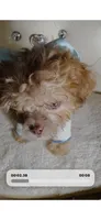 Elixir, a male Poodle - Toy  for sale in New York City, NY – 2 of 4
