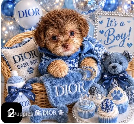 🧸Rare Tiny Denim 🐾 – Poodle - Toy  puppy for sale in New York City, NY