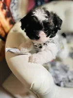 🍼AKC HOLD  Kaison🍪, a male Poodle - Toy  for sale in New York City, NY – Photo 1 of 5