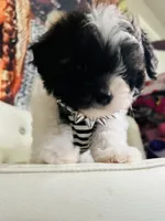 🍼AKC HOLD  Kaison🍪, a male Poodle - Toy  for sale in New York City, NY – Photo 4 of 5