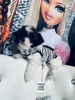 🍼AKC HOLD  Kaison🍪, a male Poodle - Toy  for sale in New York City, NY – Photo 3 of 5