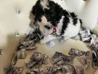 🍼AKC HOLD  Kaison🍪, a male Poodle - Toy  for sale in New York City, NY – Photo 2 of 5