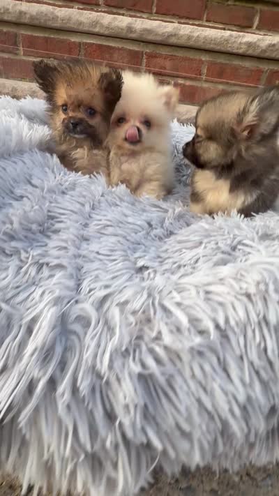 Lavender , a female Pomeranian and Poodle - Toy  for sale in New York City, NY – 1 of 3