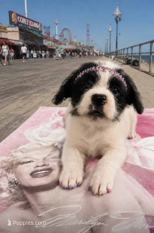🦋 Small Toy  Floodle Snookie  🐾 – French Bulldog, Pomapoo puppy for sale in New York City, NY