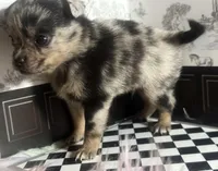 Micro Knick -Knack , a male Pomchi for sale in New York City, NY – Photo 2 of 4