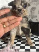 Micro Knick -Knack , a male Pomchi for sale in New York City, NY – Photo 1 of 4