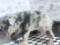 Micro Knick -Knack , a male Pomchi for sale in New York City, NY – Photo 4 of 4