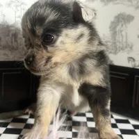 🍪 Tiny Teacup Knick -Knack , a male Pomchi for sale in New York City, NY – Photo 3 of 4