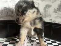 Micro Knick -Knack , a male Pomchi for sale in New York City, NY – Photo 3 of 4