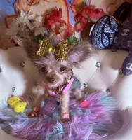 🐻 Micro Teddy Glams, a female Pomeranian and Poodle - Toy  for sale in New York City, NY – 7 of 10