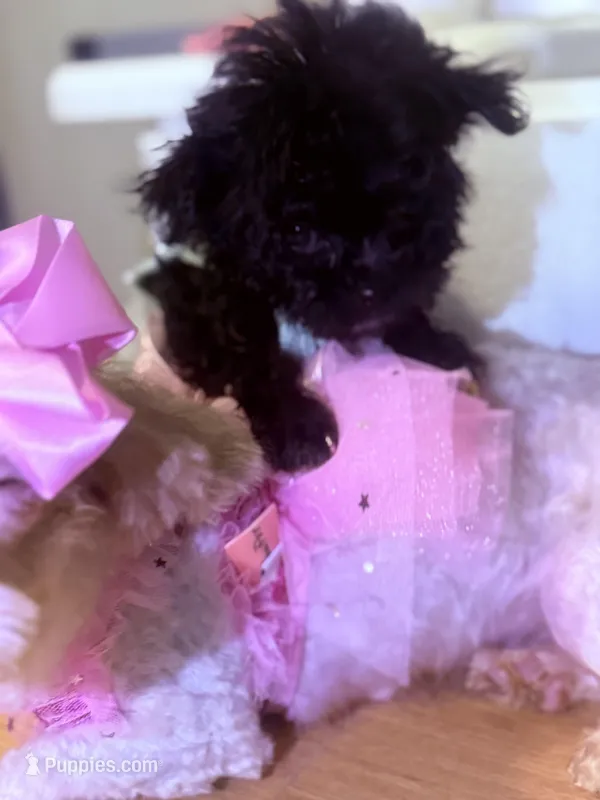 Betty Boop , a female Pomapoo for sale in New York City, NY – Photo 1 of 3