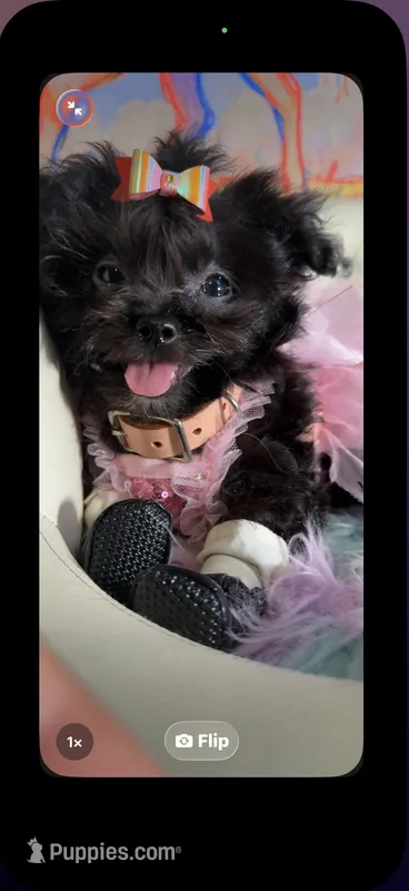 Betty Boop  – Pomapoo puppy for sale in New York City, NY