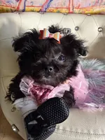 Betty Boop , a female Pomapoo for sale in New York City, NY – Photo 3 of 7