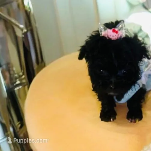 Betty Boop , a female Pomapoo for sale in New York City, NY – Photo 3 of 3