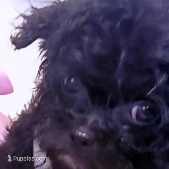 Betty Boop , a female Pomapoo for sale in New York City, NY – Photo 2 of 3