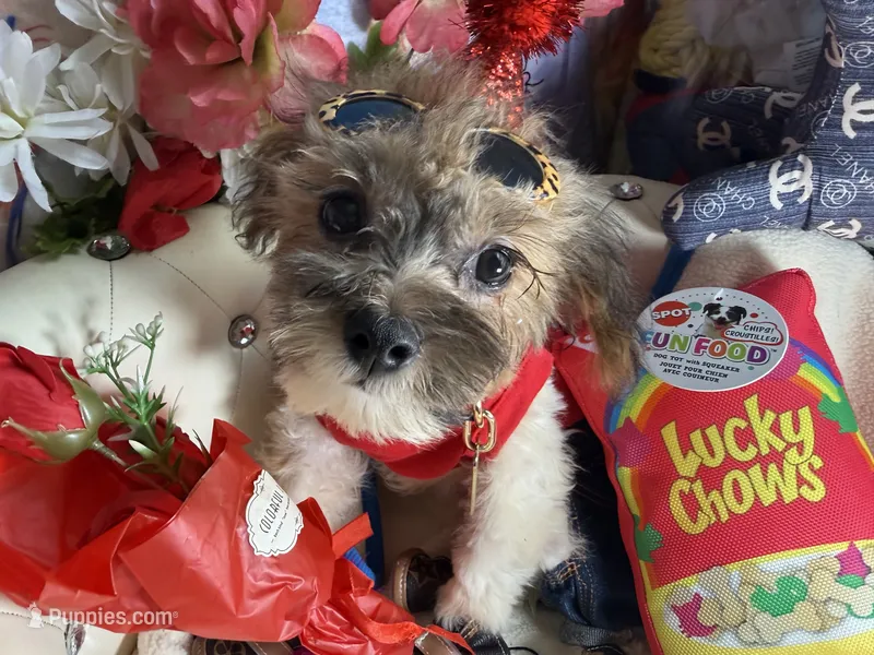🐶 Tcup Kristen  – Pomapoo puppy for sale in New York City, NY