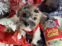 🐶 Tcup kitkat  , a male Pomapoo for sale in New York City, NY – 7 of 9