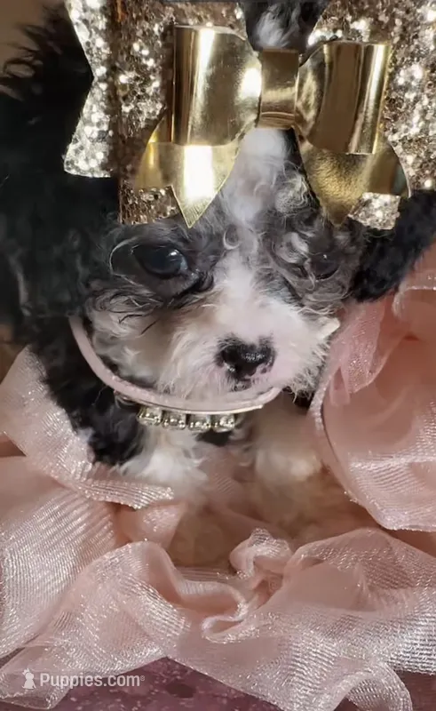 💕 Micro Teacup  Cleopatra 🍭 – Poodle - Toy  puppy for sale in New York City, NY