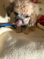 🐾Xs Teacup Puddin Pop , a male Poodle - Toy  for sale in New York City, NY – 4 of 8