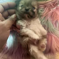 🍼Micro  4 Shareen  Infinite, a male Pomeranian for sale in New York City, NY – Photo 8 of 8