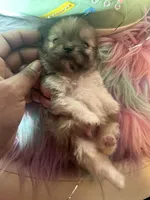 🍼Micro  4 Shareen  Infinite, a male Pomeranian for sale in New York City, NY – Photo 8 of 8