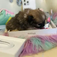 🍼Micro  4 Shareen  Infinite, a male Pomeranian for sale in New York City, NY – Photo 5 of 8