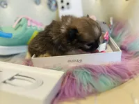 🍼Micro  4 Shareen  Infinite, a male Pomeranian for sale in New York City, NY – Photo 5 of 8