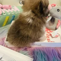 🍼Micro  4 Shareen  Infinite, a male Pomeranian for sale in New York City, NY – Photo 2 of 8