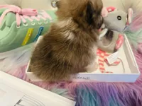 🍼Micro  4 Shareen  Infinite, a male Pomeranian for sale in New York City, NY – Photo 2 of 8