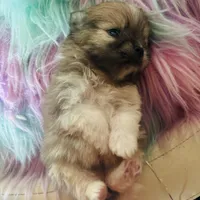 🍼Micro  4 Shareen  Infinite, a male Pomeranian for sale in New York City, NY – Photo 7 of 8