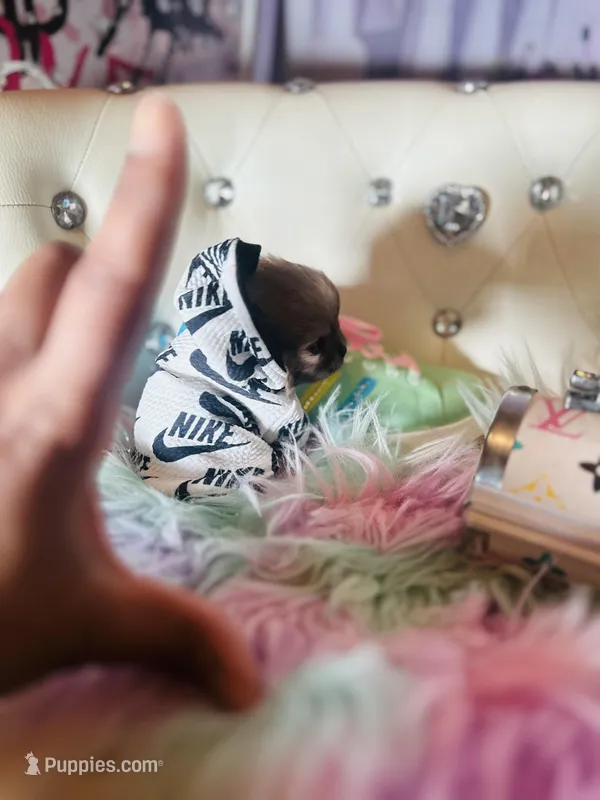 🍼Micro  4 Shareen  Infinite