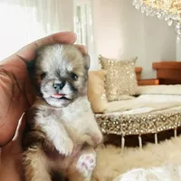 🍼Micro  4 Shareen  Infinite, a male Pomeranian for sale in New York City, NY – Photo 4 of 8
