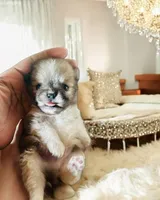 🍼Micro  4 Shareen  Infinite, a male Pomeranian for sale in New York City, NY – Photo 4 of 8