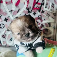🍼Micro  4 Shareen  Infinite, a male Pomeranian for sale in New York City, NY – Photo 6 of 8