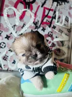🍼Micro  4 Shareen  Infinite, a male Pomeranian for sale in New York City, NY – Photo 6 of 8