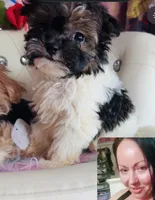 🐶 Micro Teacup Kitkat  🍡, a male Pomapoo for sale in New York City, NY – 2 of 3