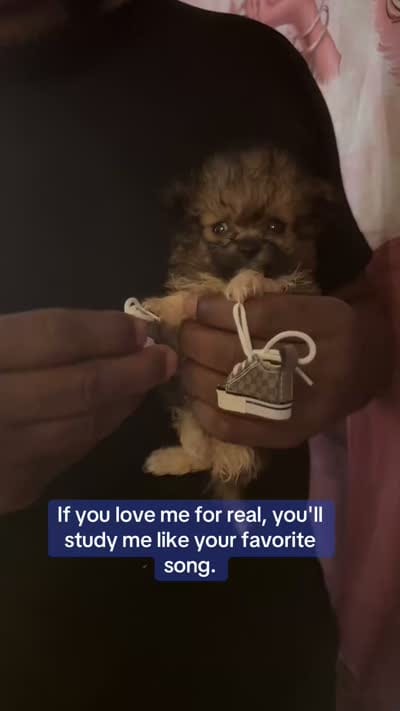  🍼 Alvin The Chipmunk 🐿️ , a male Pomeranian and Poodle - Toy  for sale in New York City, NY – 2 of 10