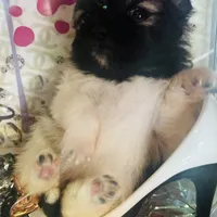 🍬Micro Evermore, a female Pomeranian for sale in New York City, NY – Photo 4 of 9