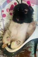 🍬Micro Evermore, a female Pomeranian for sale in New York City, NY – Photo 4 of 9