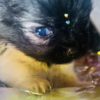 🍬Micro Evermore, a female Pomeranian for sale in New York City, NY – Photo 1 of 9