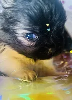 🍬Micro Evermore, a female Pomeranian for sale in New York City, NY – Photo 1 of 9