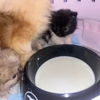 🍬Micro Evermore, a female Pomeranian for sale in New York City, NY – Photo 7 of 9