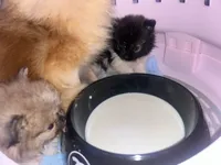 🍬Micro Evermore, a female Pomeranian for sale in New York City, NY – Photo 7 of 9