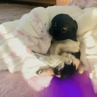 🍬Micro Evermore, a female Pomeranian for sale in New York City, NY – Photo 3 of 9