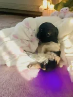 🍬Micro Evermore, a female Pomeranian for sale in New York City, NY – Photo 3 of 9