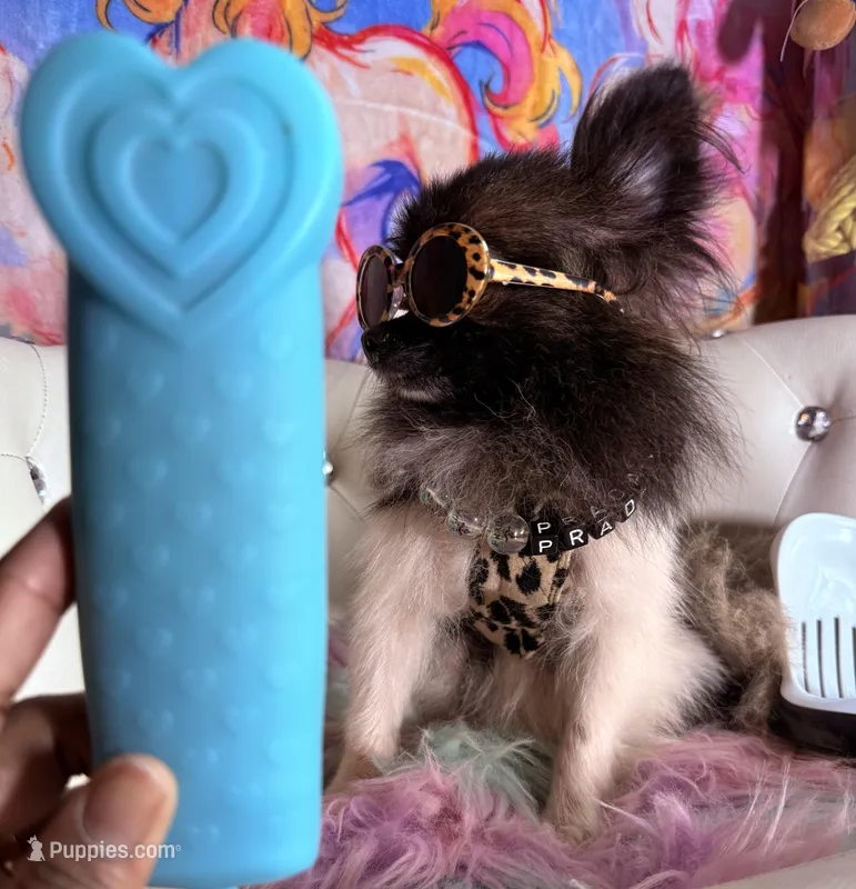 🍬Micro Evermore – Pomeranian puppy for sale in New York City, NY