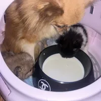 🍬Micro Evermore, a female Pomeranian for sale in New York City, NY – Photo 8 of 9